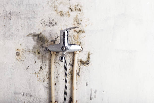 Best Mold Cleaning Services  in Citrus Heights, CA