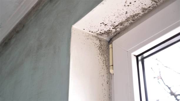 Professional Mold Removal in Citrus Heights, CA