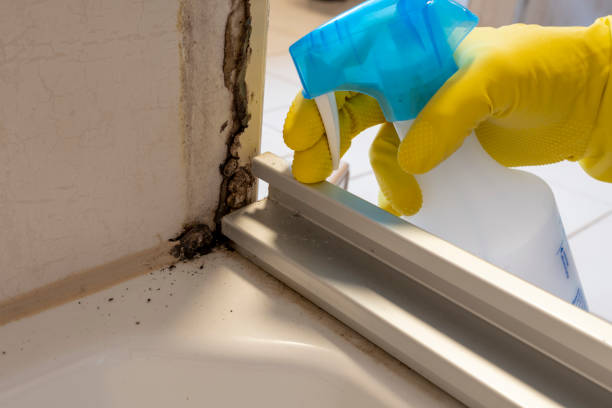 Best Commercial Mold Removal  in Citrus Heights, CA