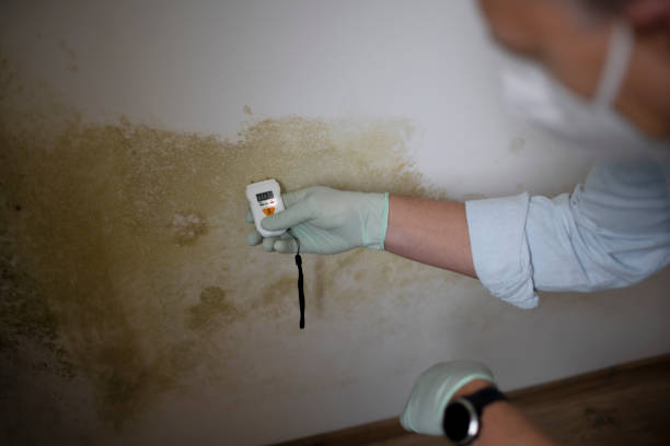 Best Mold Remediation Experts  in Citrus Heights, CA