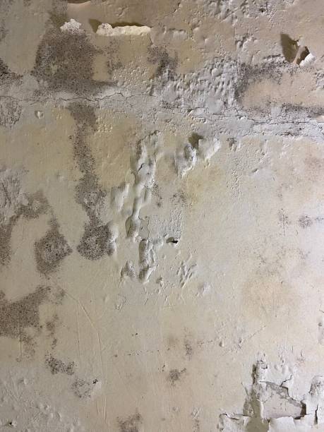 Best Emergency Mold Removal  in Citrus Heights, CA