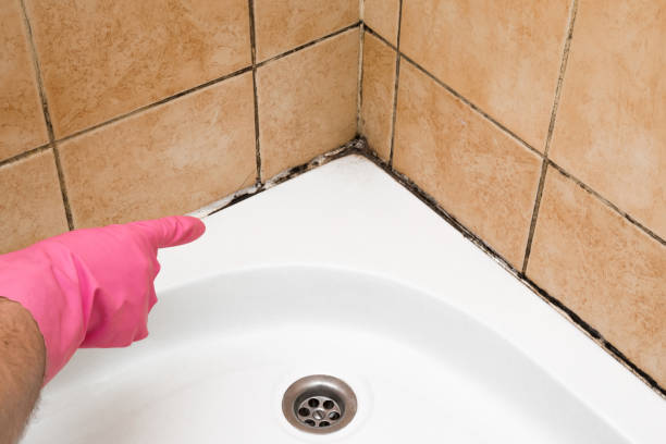 Best Fast Mold Removal  in Citrus Heights, CA